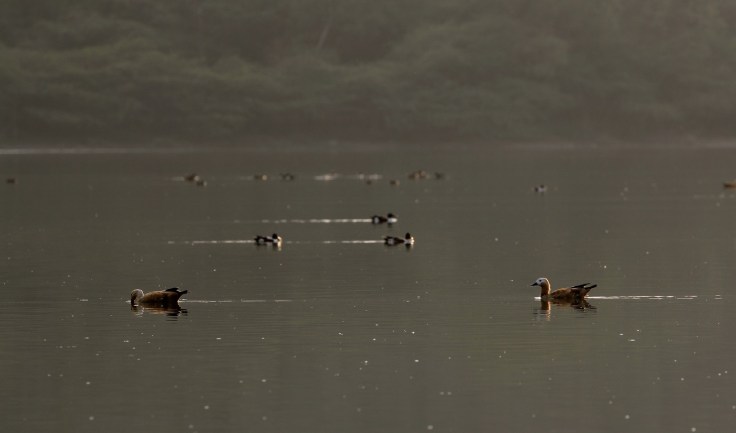 A pair of Brahminy ducks in the Lonar lake by Adityavikram More
