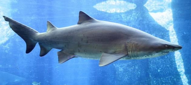 10YT_Sand_Tiger_Sh_2887789g