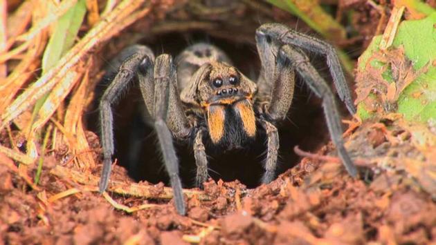 10YT_WOLF_SPIDER_n_2887790g